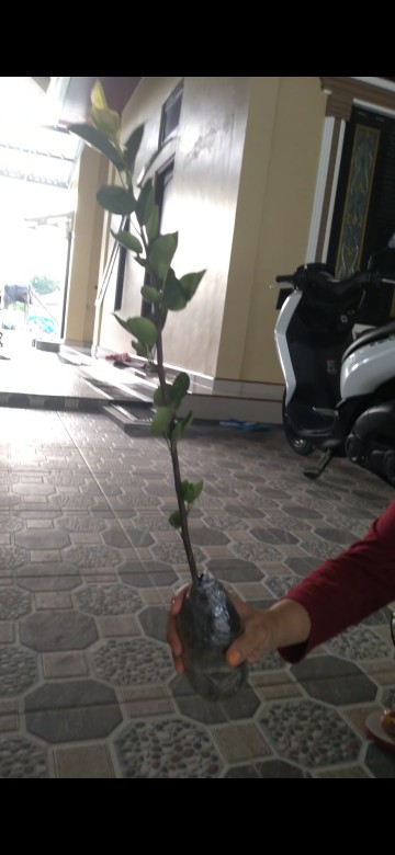 Bibit Buah Pear Pir Hijau Asia