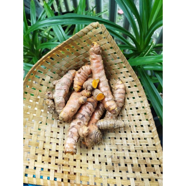 

kunyit / kunyit segar