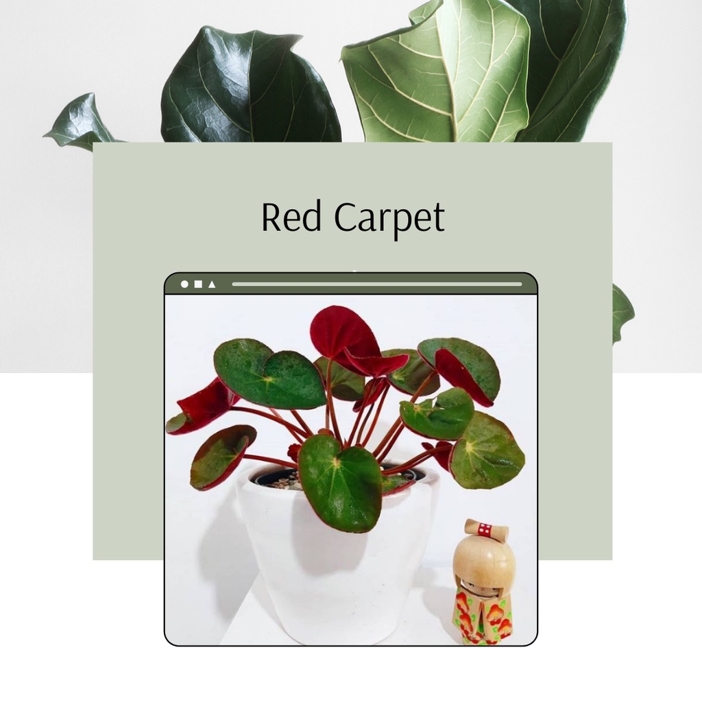 Begonia Red Carpet Bunga Begonia Karpet Merah Tanaman Hias Begonia