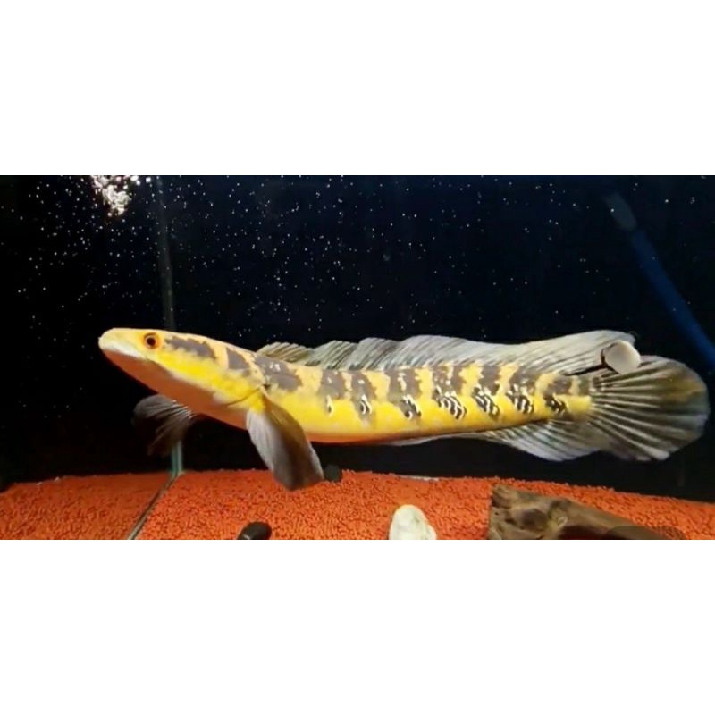 cana ys 20-21cm singel tank