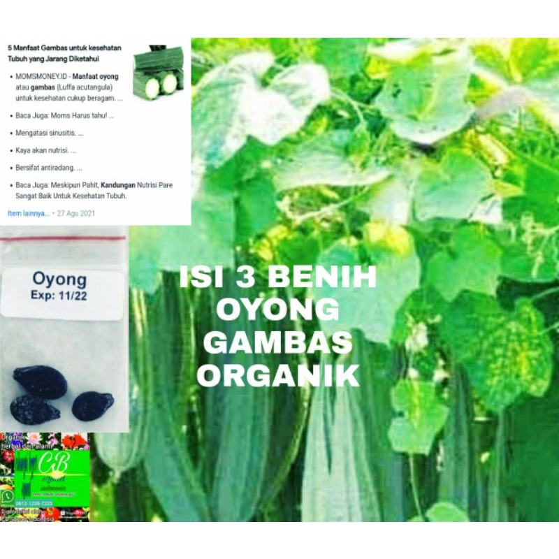 oyong gambas organik/3 benih oyong gambas