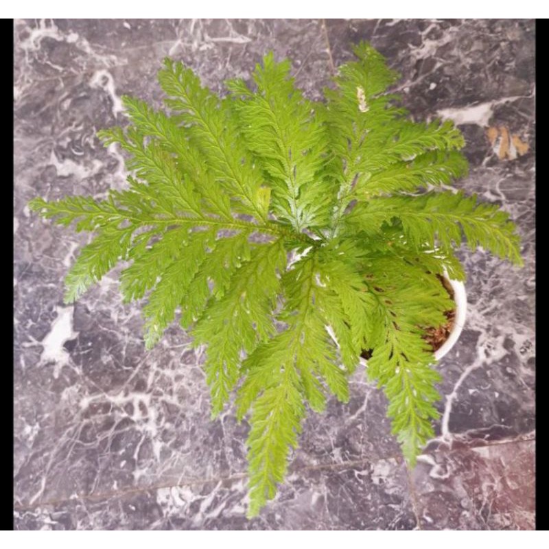 Tanaman Hias Pakis Hutan -pakis Paku - pakis Ekor Merak