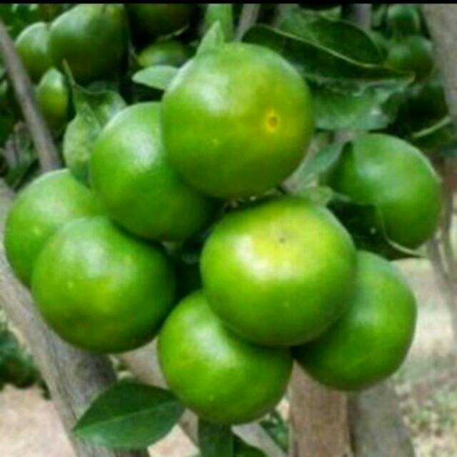 Bibit jeruk manis BW