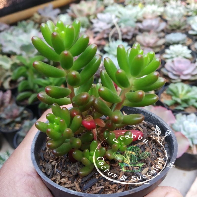 Kaktus sukulen Jelly bean