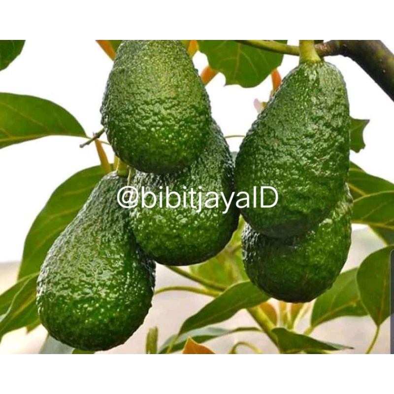 Bibit Buah Alpukat Jenis Yamagata Unggul