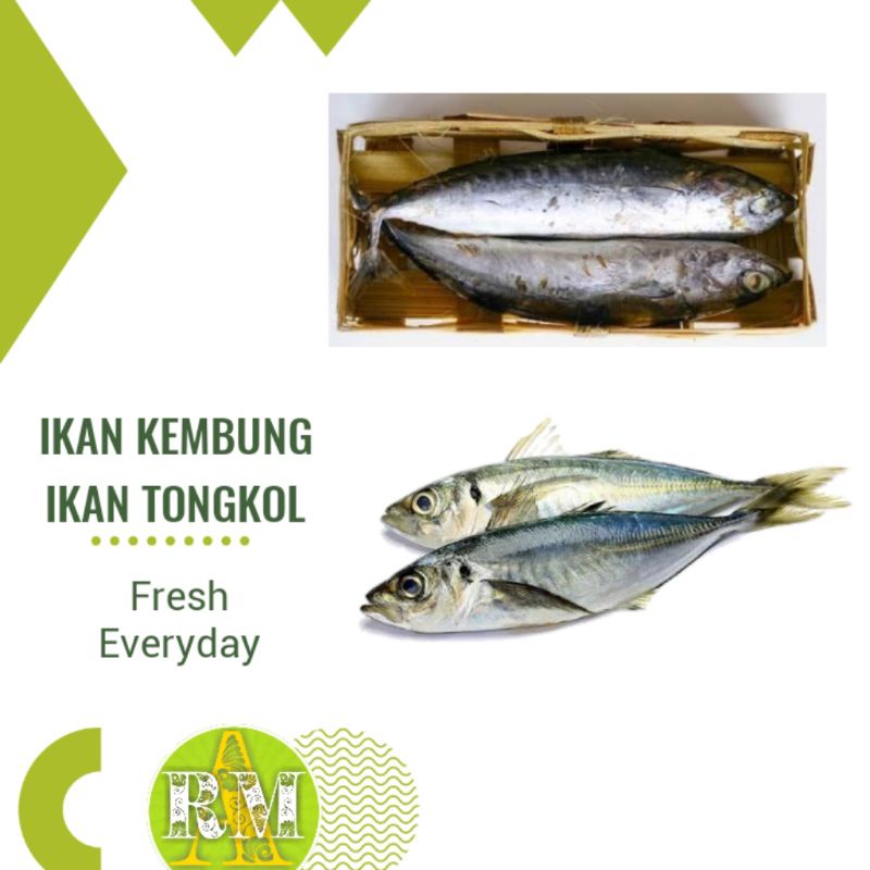 

IKAN TONGKOL | IKAN KEMBUNG | IKAN CUE TONGKOL