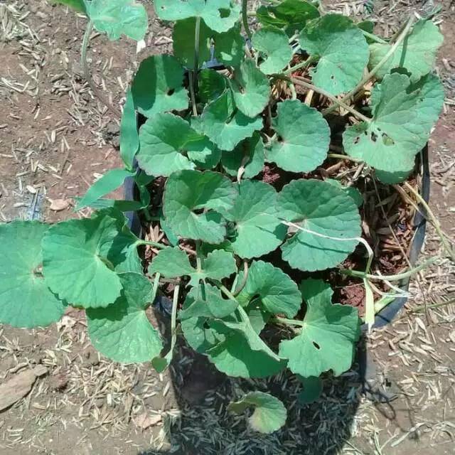 Tanaman herbal pegagan merah /bibit herbal pegagan darat untuk nutrisi otak anak