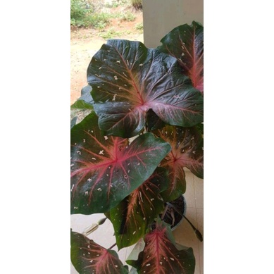 keladi pink cloud dan red flash