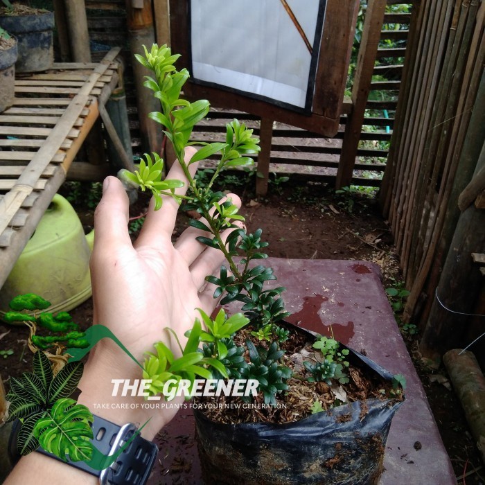 bibit bonsai lohansung mutiara