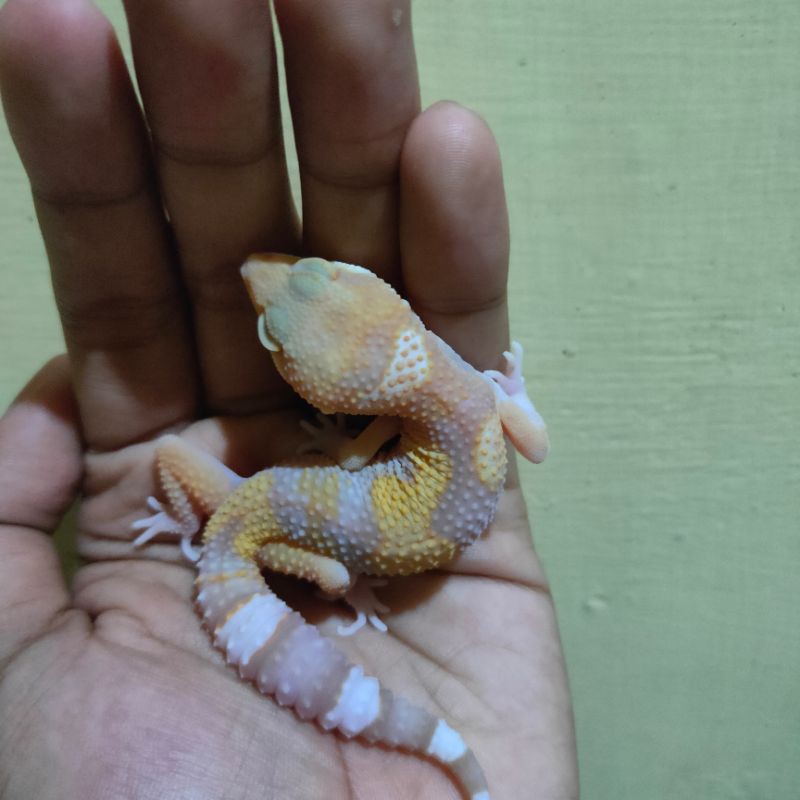 Makanan Leopard Gecko Tremper Jungle Male