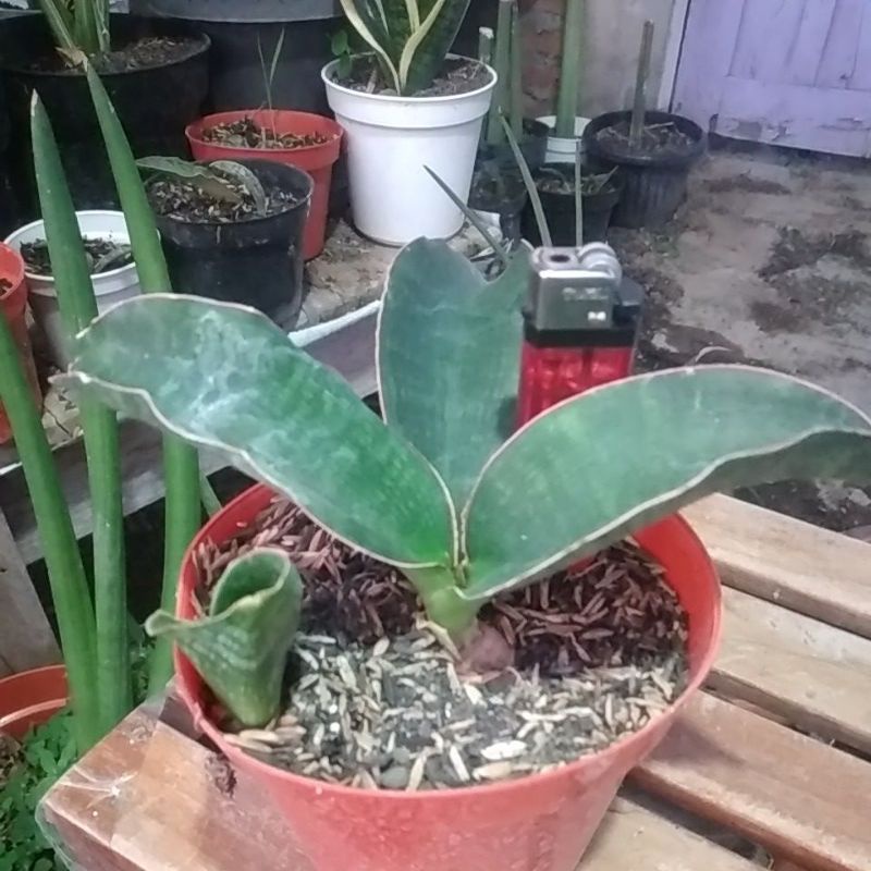 Tanaman Hias Sansevieria Malawi Midnight Sekarjagadjogja Sansivera Anti Polutan Radiasi Dekorasi