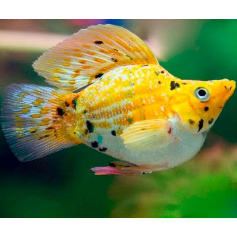 Ikan Molly Balon Jumbo/Indukan