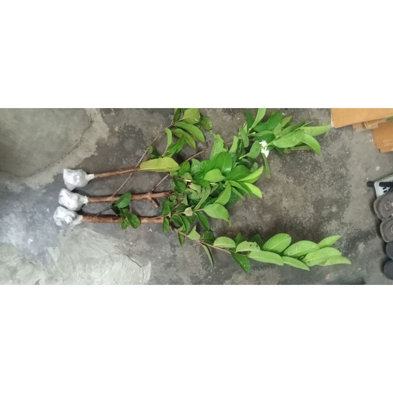 bibit fresh cangkok Jambu kristal merah jumbo asli banyuwangi