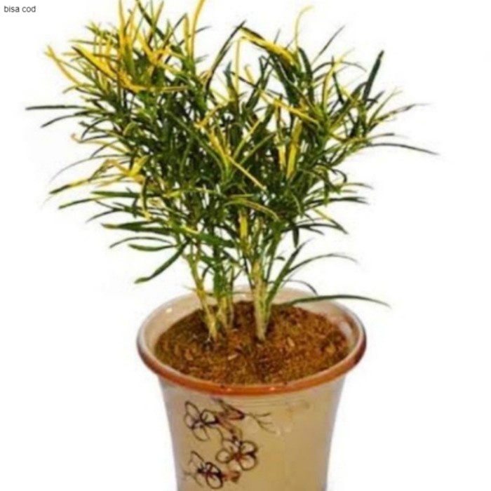 Pohon Puring Teri Kuning Tanaman Hias Pohon Puring Teri