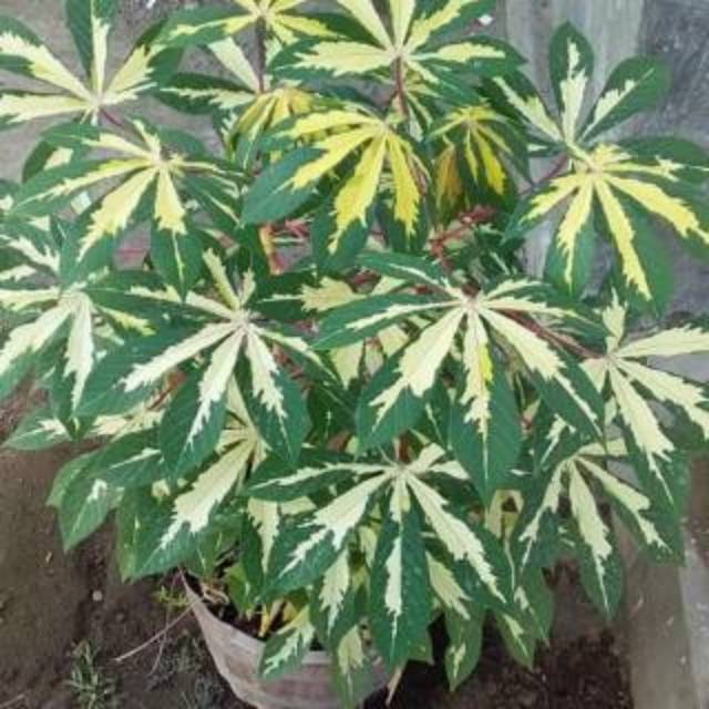 Tanaman hias pohon singkong varigata