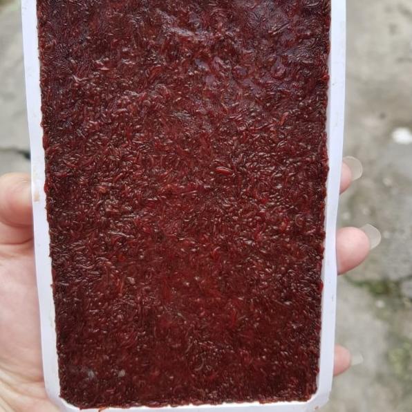 cacing darah,cacing darah beku,cacing beku