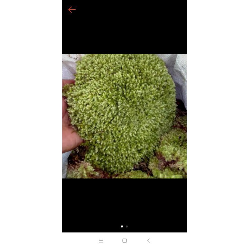 Lumut hutan/lumut moss (Lumut hutan)