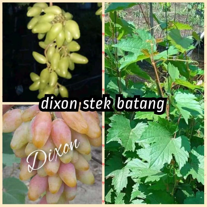 bibit anggur Dixon berbunga