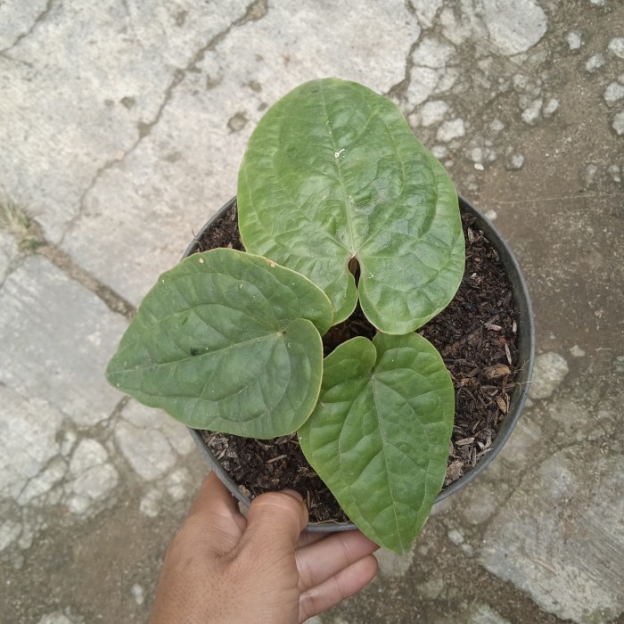 anthurium sirih/anthurium sirih daun besar/tanaman anthurium