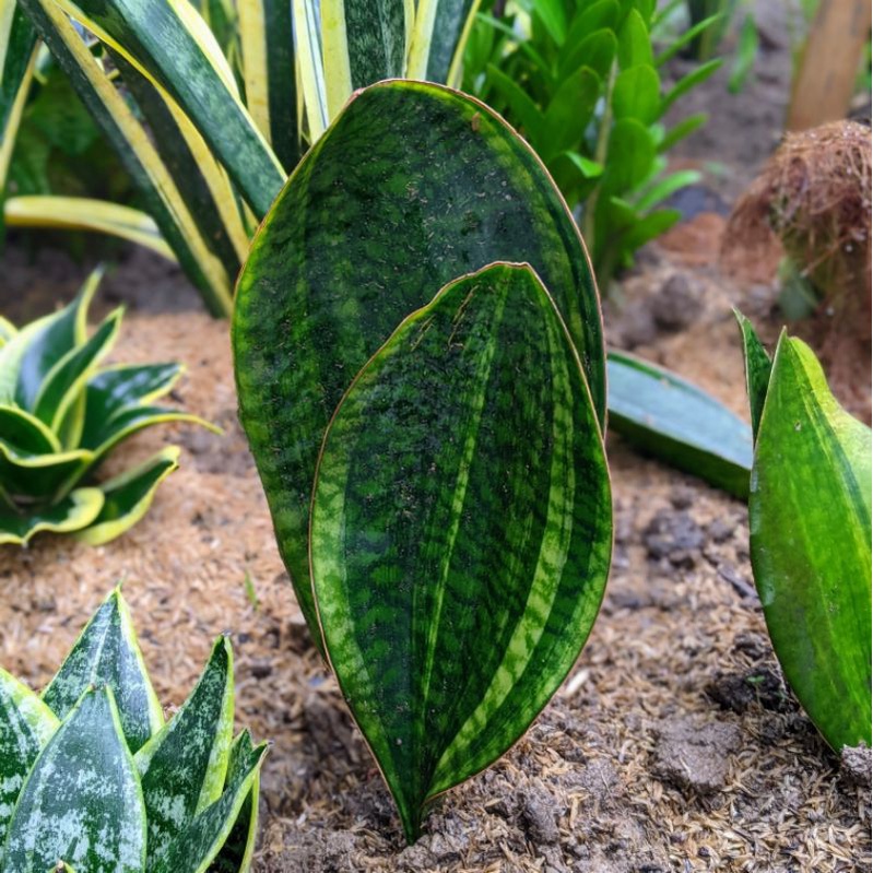 sansivera giant varigata langka