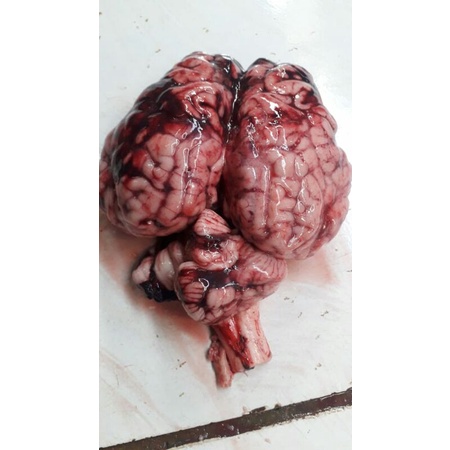 

otak sapi super / 1biji