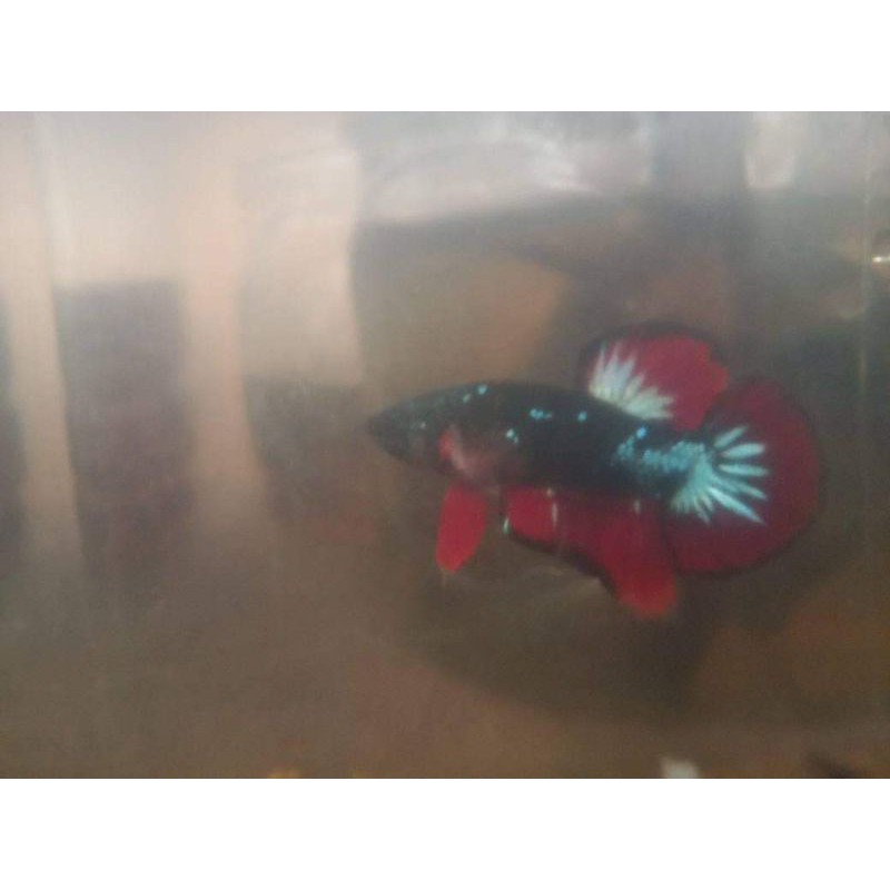 ikan cupang avatar gordon male/female