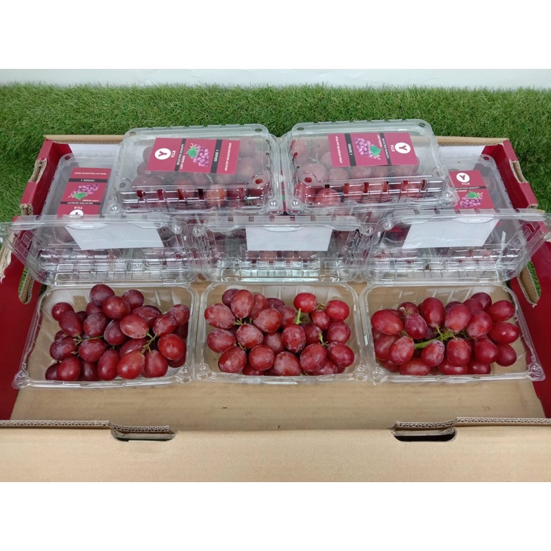 

Anggur Lady Queen YUJI manis 10 pack X 500 grm /box