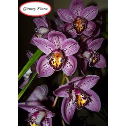 Anggrek cymbidium ungu hibrid-Tanaman hias hidup-Bunga hidup-Bunga hias-Bunga Anggrek-Anggrek hias-A