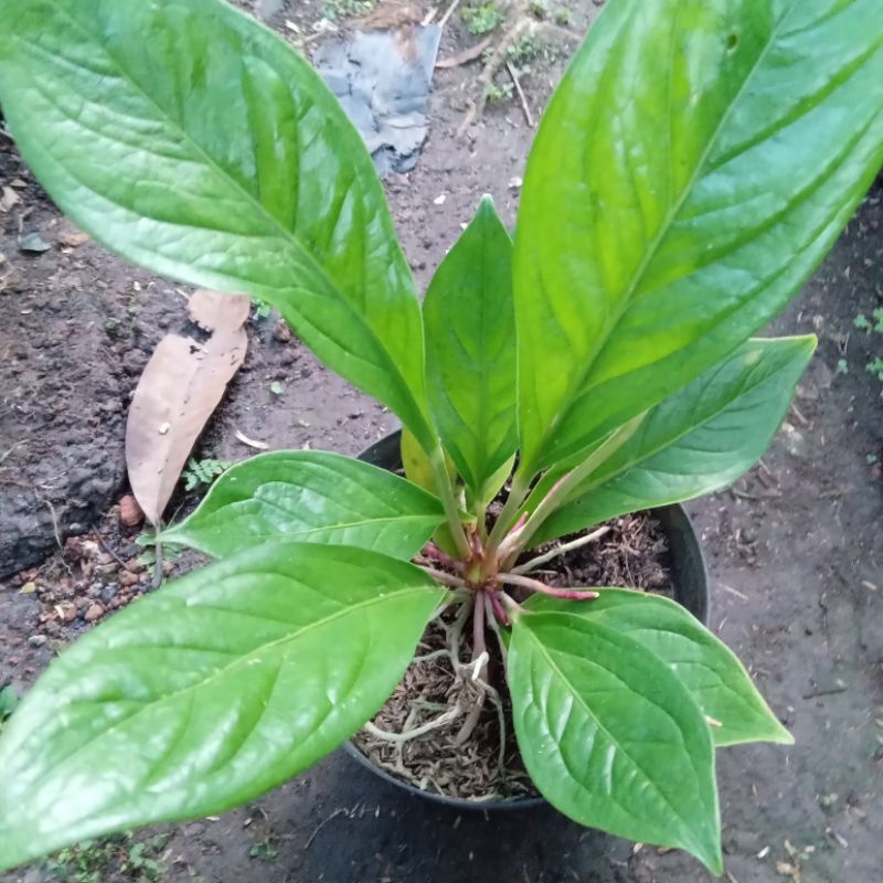 ANTHURIUM JEMANI KOBRA / ANTORIUM JEMANI KOBRA ASLI / ANTORIUM JEMANI KOBRA REALPICT