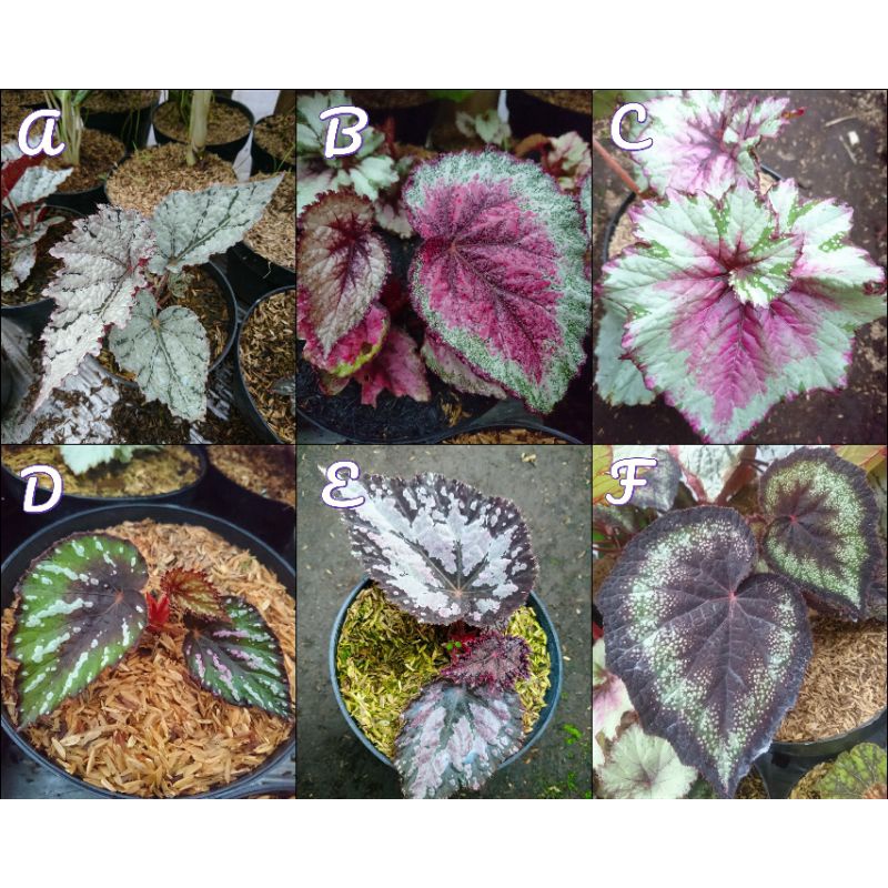 bunga begonia(pesan minimal 4 jenis gratis 1 begonia random)