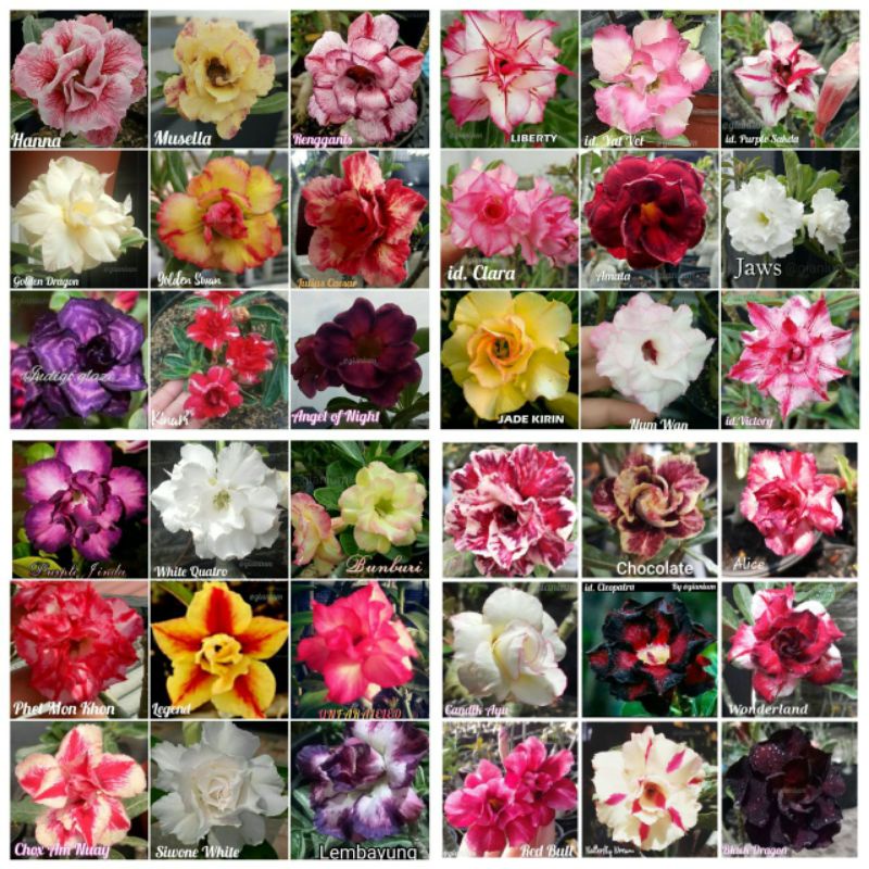 Adenium  bunga tumpuk  size B+++