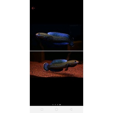 ikan_chana_andrao_ukuran_6-7cm