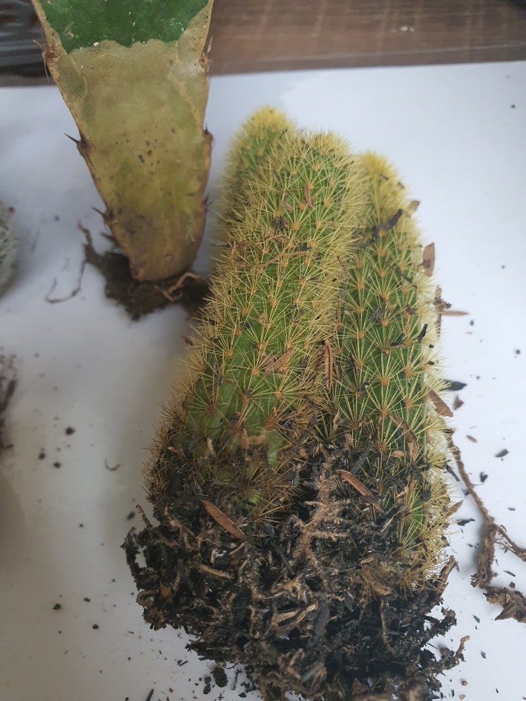 Kaktus Tanaman Hias Tupai Onroot Free Po,mt Hitam