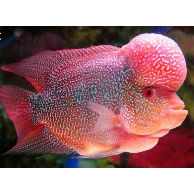 IKAN LOUHAN CENCU LINE ARIES. SIZE 12 CM. LOUHAN MALE DAN FEMALE