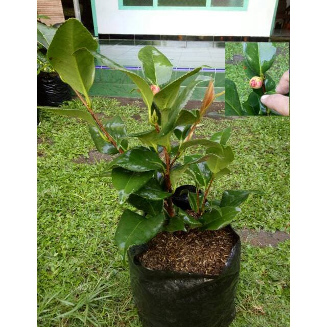 Bunga Cempaka Merah Banyak manfaat