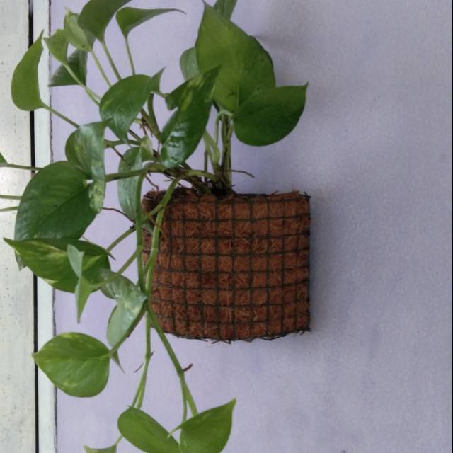 pot tempel sabut kelapa, pot tempel tanaman hias