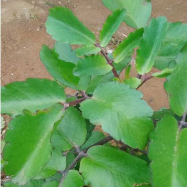 

daun cocor bebek segar