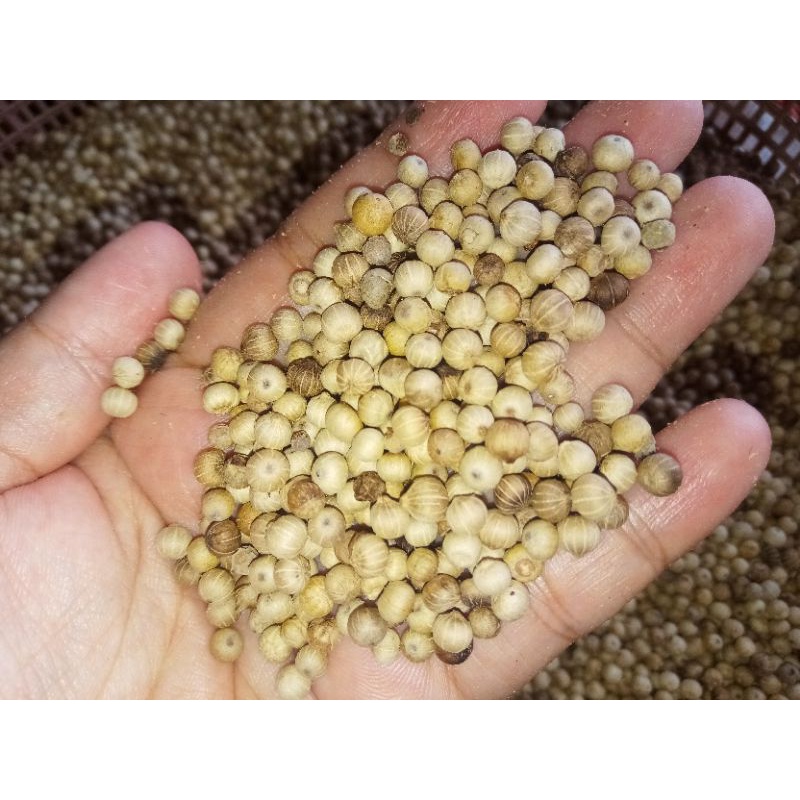 

lada putih, sahang, merica malonan 1