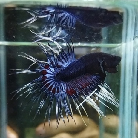 IKAN CUPANG CROWNTAIL/CT BLACK ORCHID COMBI 100% REALPICT (KODE AC2)
