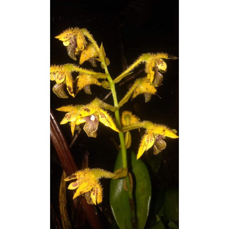 Dendrobium macrophyllum var ternatense