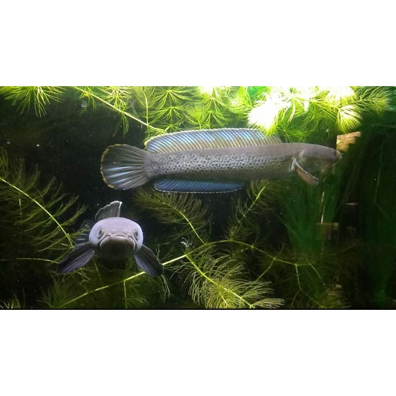 stewarti 4 5 cm CB