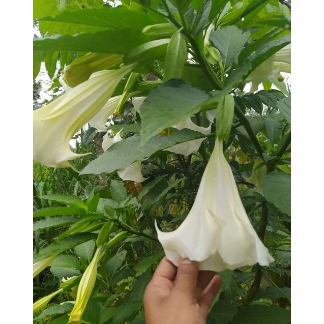 

PROMO Daun kecubung segar /100 LEMBAR frseh