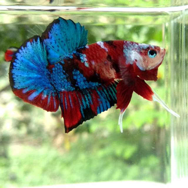 Ikan Cupang Betta Red Koi Galaxy Jantan Shopee Indonesia