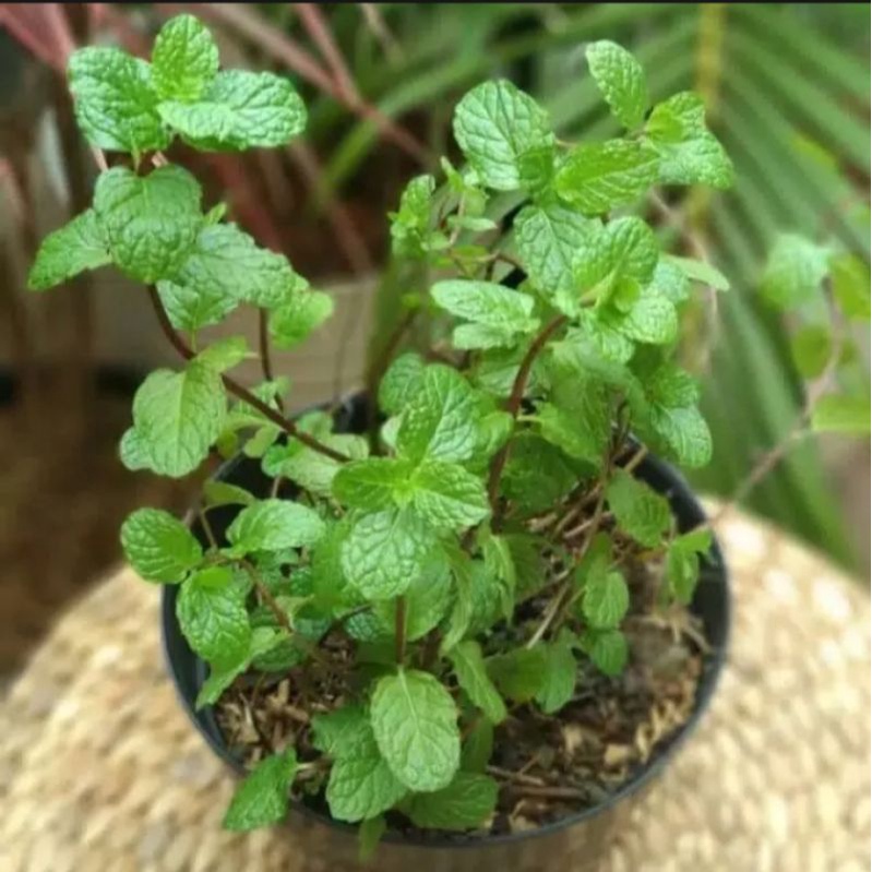 bibit daun mint daun herbar alami