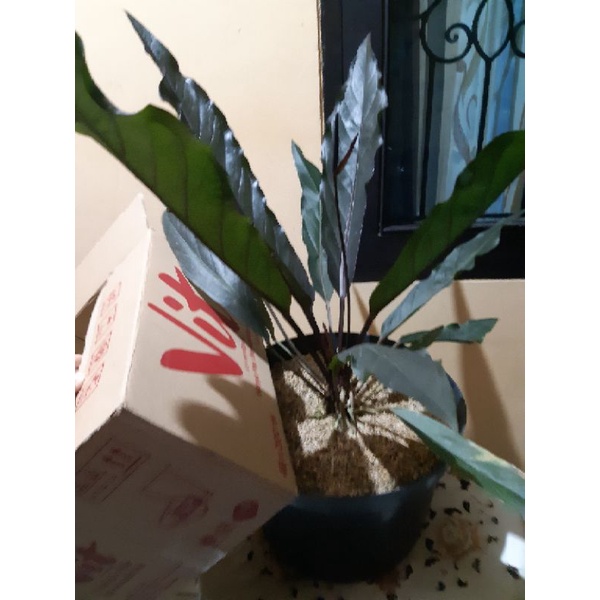 anthurium keris black indukan ( besar )