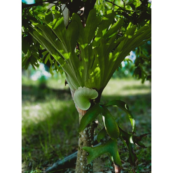 platycerium coronarium