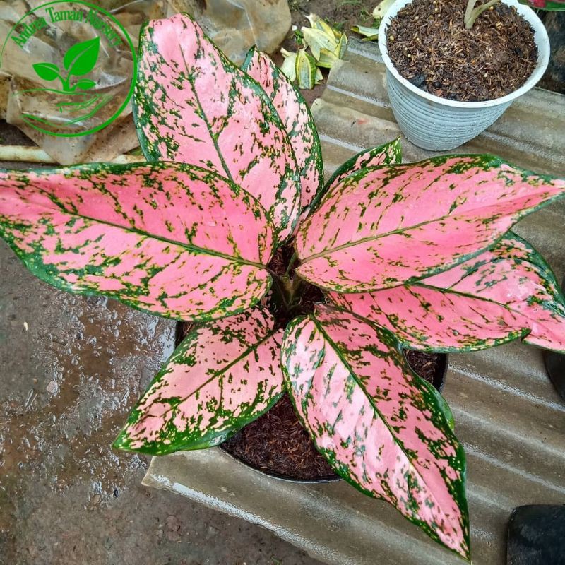 Tanaman Hias Aglonema Lady Valentine Remaja - Aglonema Lady Valentine