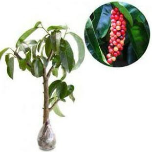 An+ Bibit Buah Buni Buah Langka Pohon Buni Antidesma Bunius