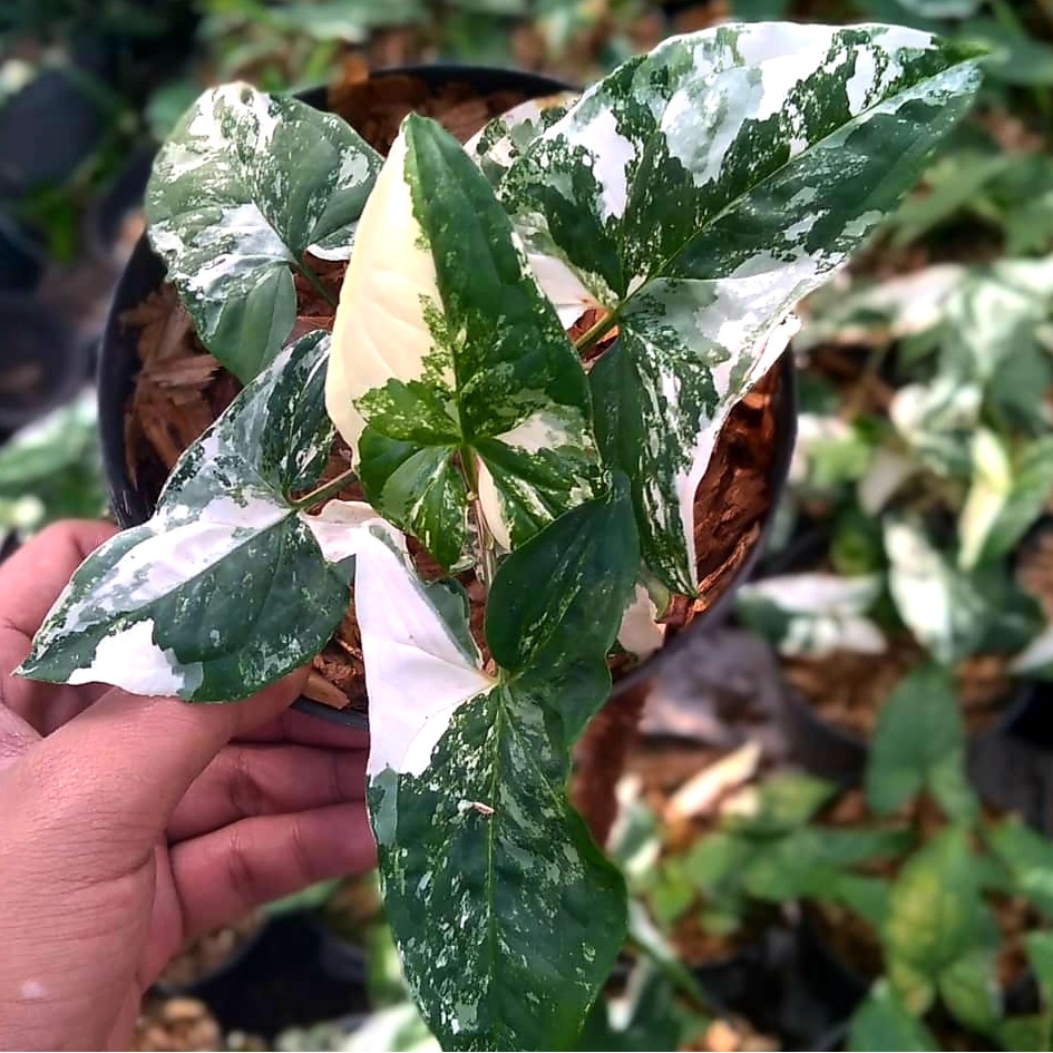 Syngonium var putih / syngonium / singonium / syngonium varigata  / singonium putih / singonium var 