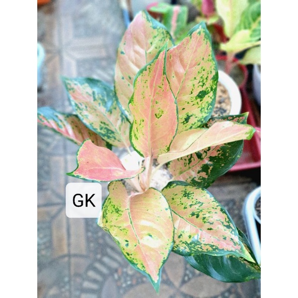 Kocin Tembaga  Original Aglaonema / Aglonema